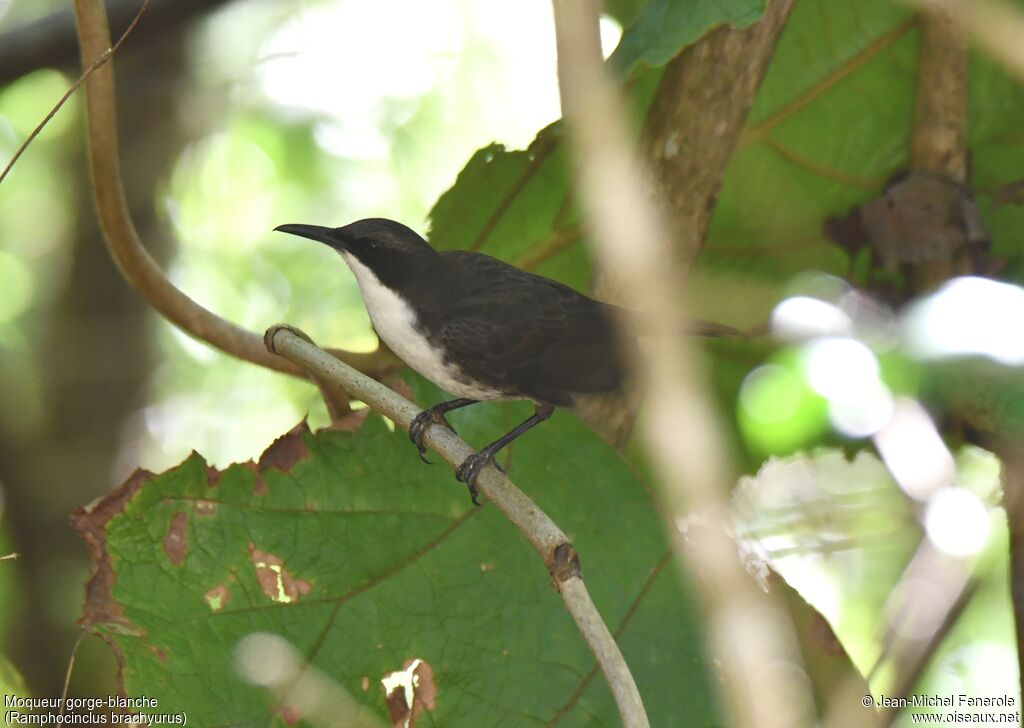 White-breasted Thrasher