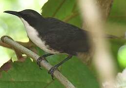 White-breasted Thrasher