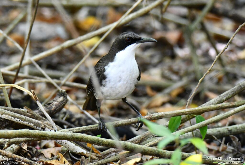 White-breasted Thrasher