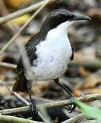 White-breasted Thrasher