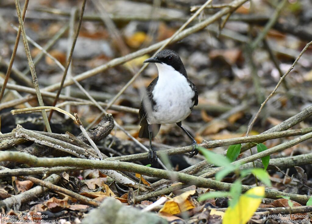 White-breasted Thrasher