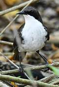 White-breasted Thrasher