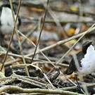 Moqueur gorge-blanche
