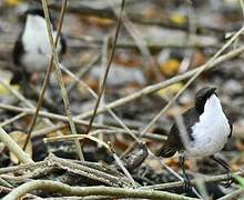 White-breasted Thrasher