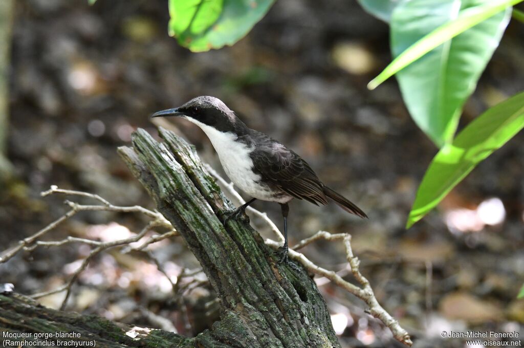 White-breasted Thrasher