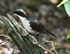 White-breasted Thrasher