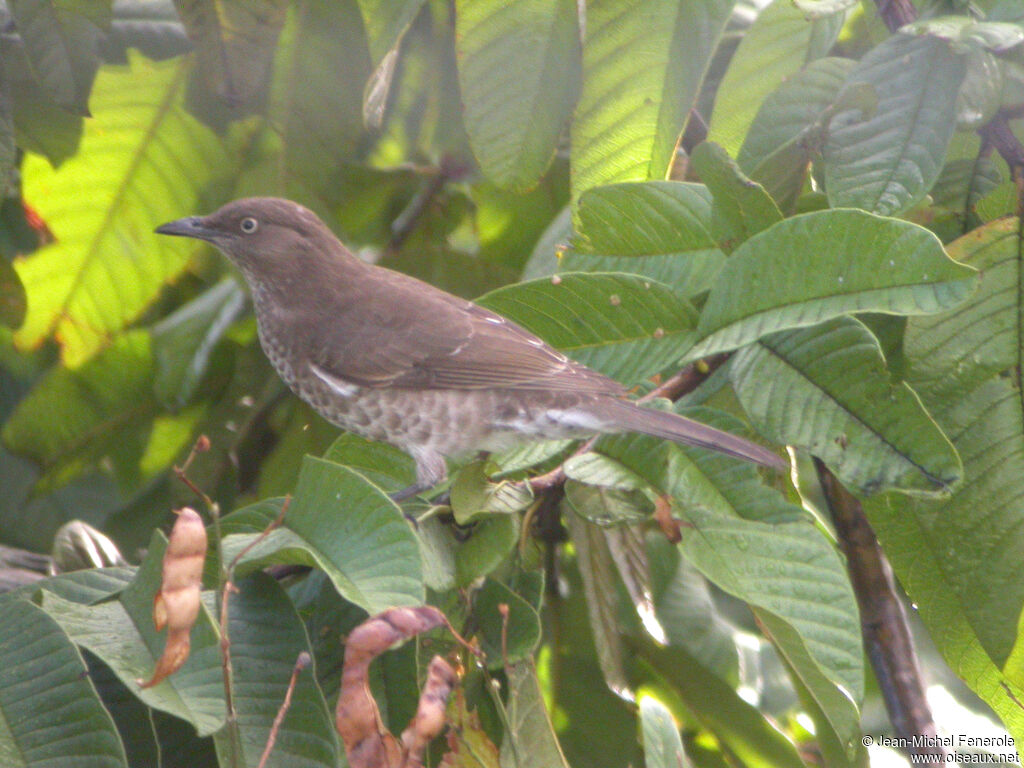 Scaly-breasted Thrasheradult