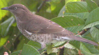 Scaly-breasted Thrasher