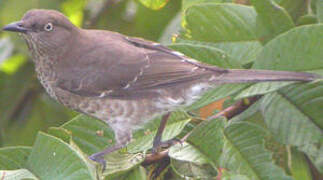 Scaly-breasted Thrasher