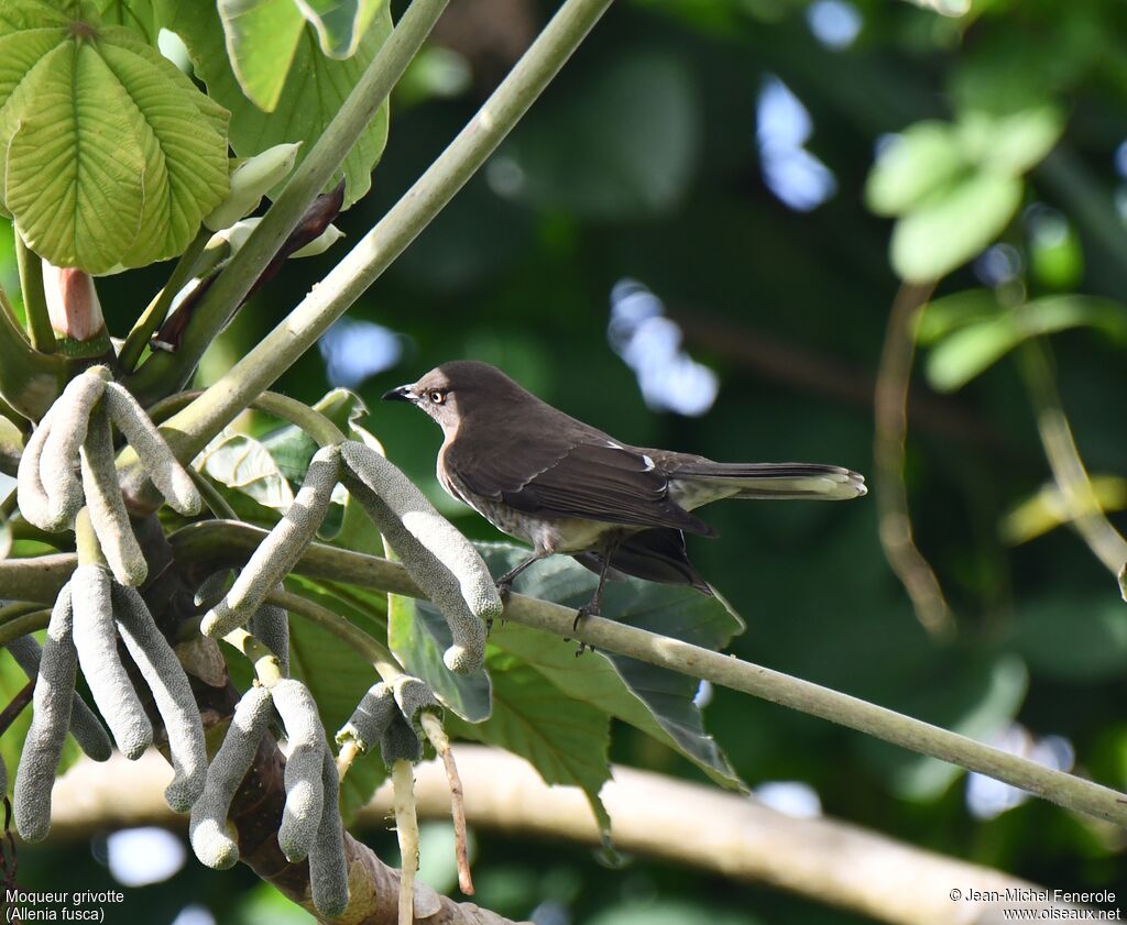 Scaly-breasted Thrasher