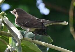 Scaly-breasted Thrasher