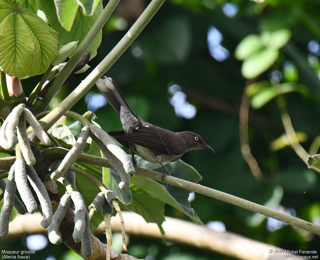 Scaly-breasted Thrasher