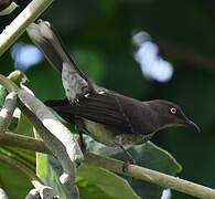 Scaly-breasted Thrasher