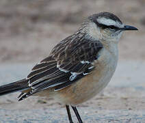 Chalk-browed Mockingbird