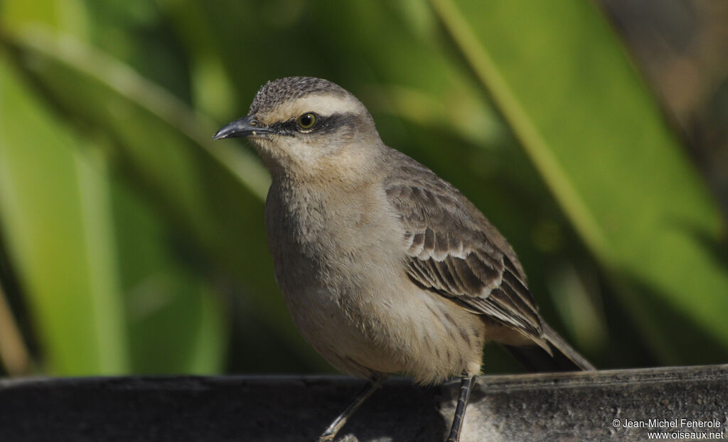 Chalk-browed Mockingbird