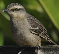 Chalk-browed Mockingbird