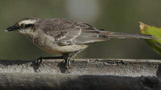 Chalk-browed Mockingbird