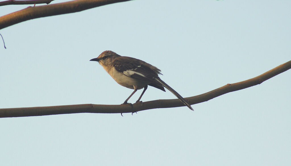 Northern Mockingbird