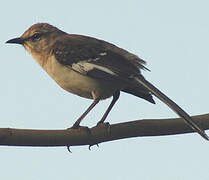 Northern Mockingbird