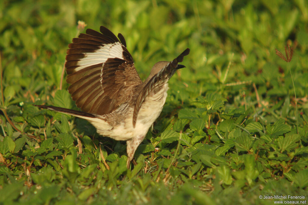 Northern Mockingbirdadult