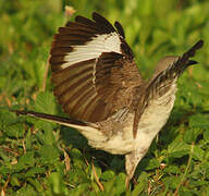 Northern Mockingbird