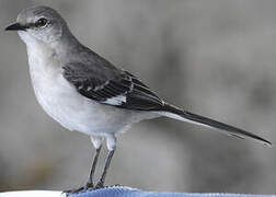 Northern Mockingbird