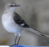 Northern Mockingbird