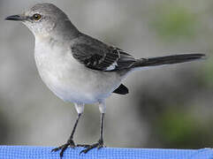 Northern Mockingbird