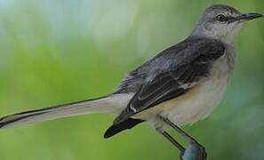 Northern Mockingbird