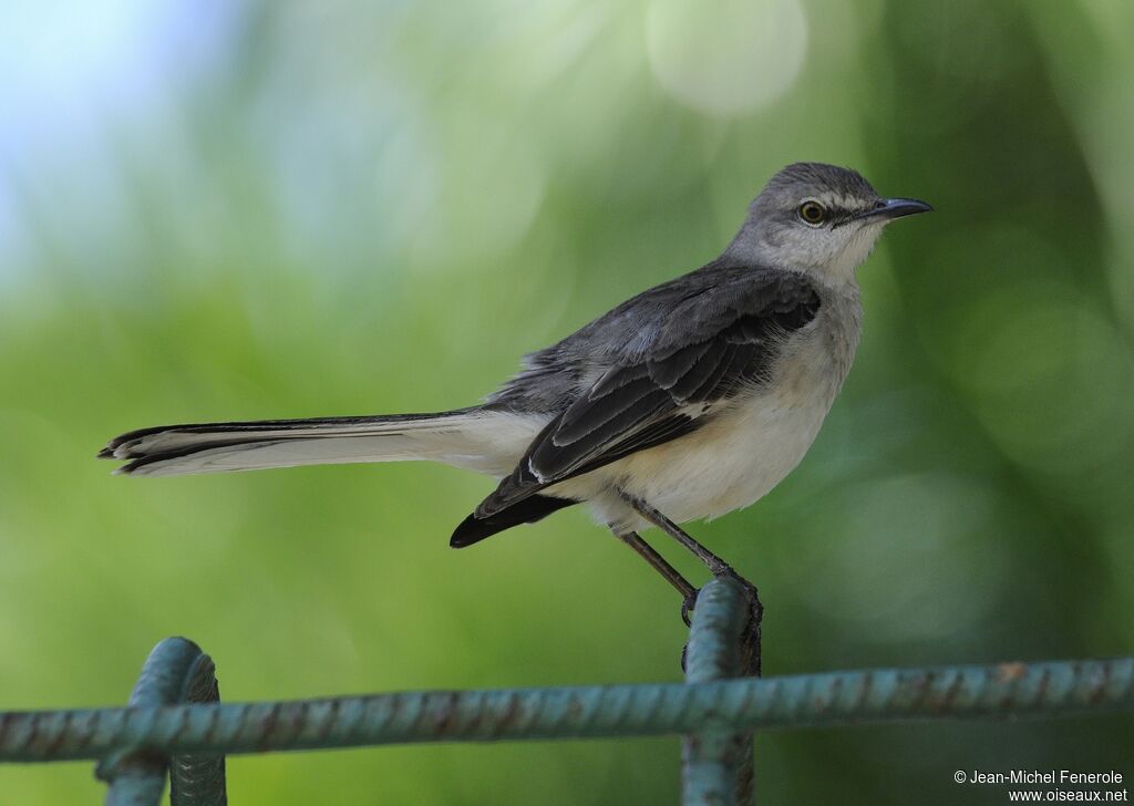 Northern Mockingbird