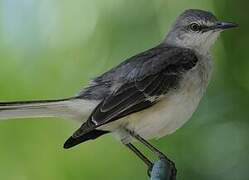 Northern Mockingbird