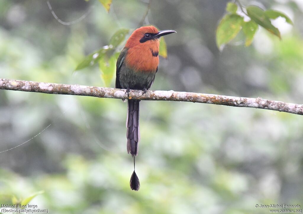 Motmot à bec large