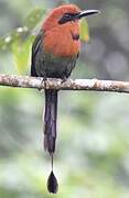 Broad-billed Motmot