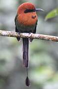 Broad-billed Motmot