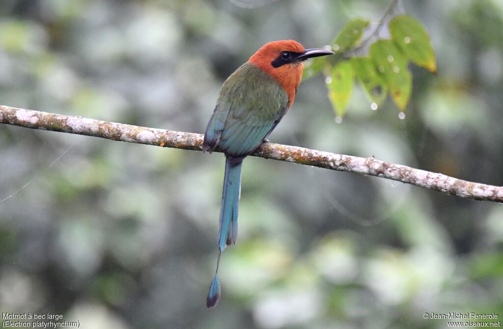 Motmot à bec large