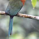 Motmot à bec large