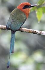 Motmot à bec large