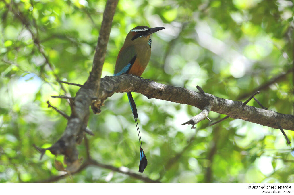 Turquoise-browed Motmot