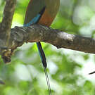 Motmot à sourcils bleus