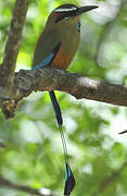 Turquoise-browed Motmot