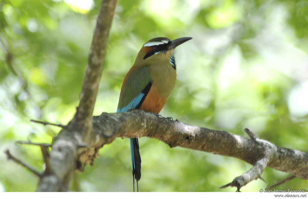 Motmot à sourcils bleus