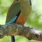 Motmot à sourcils bleus