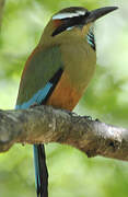 Motmot à sourcils bleus