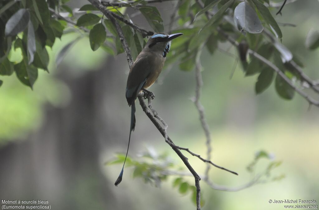 Motmot à sourcils bleus