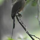 Motmot à sourcils bleus