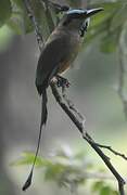 Motmot à sourcils bleus