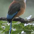 Motmot à sourcils bleus