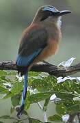 Turquoise-browed Motmot