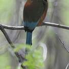 Motmot à sourcils bleus