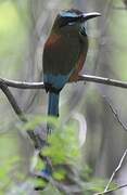 Turquoise-browed Motmot